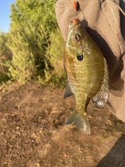Lepomis macrochirus