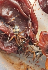 Camponotus cingulatus