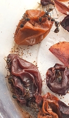 Camponotus cingulatus