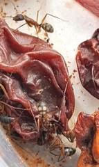 Camponotus cingulatus