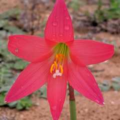 Zephyranthes sylvatica