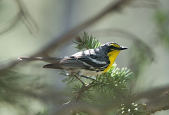 Grace's Warbler photo 3