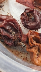 Camponotus cingulatus