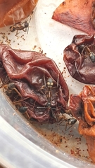 Camponotus cingulatus