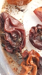 Camponotus cingulatus