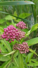 Asclepias incarnata incarnata