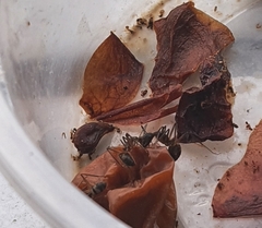 Camponotus cingulatus