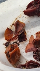 Camponotus cingulatus