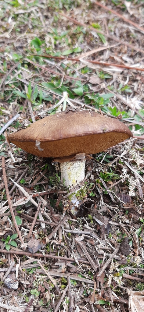 Suillus cothurnatus