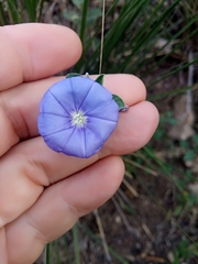 Convolvulus sabatius subsp. mauritanicus image