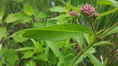 Asclepias incarnata incarnata