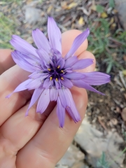 Catananche caerulea image