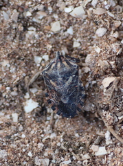 Codophila maculicollis