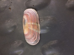 Solecurtus strigilatus