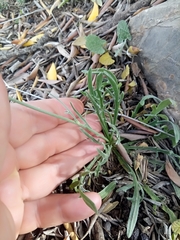 Catananche caerulea image