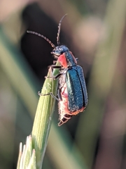 Clanoptilus marginellus