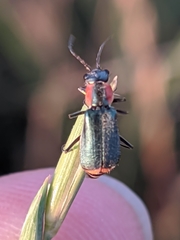 Clanoptilus marginellus