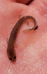 Eurycea troglodytes