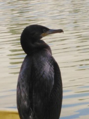 Nannopterum brasilianum