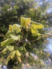 Magnoliopsida