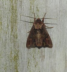 Ichneutica insignis