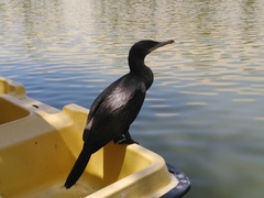 Nannopterum brasilianum