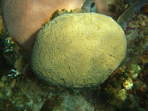 Diploria labyrinthiformis