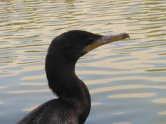 Nannopterum brasilianum