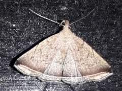 Lysimelia alstoni