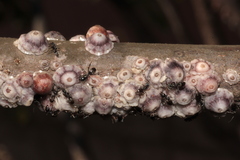 Ceroplastes rusci
