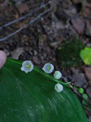 Convallaria majalis