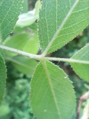 Rosa elliptica