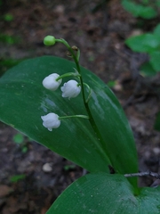 Convallaria majalis