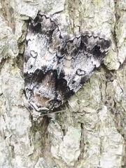 Allotria