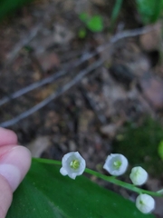 Convallaria majalis