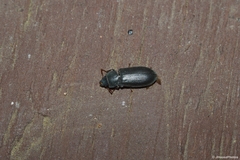 Tenebroides laticollis