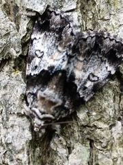 Allotria
