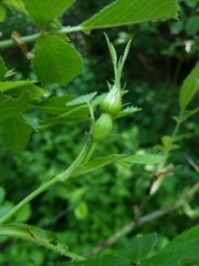 Rosa elliptica
