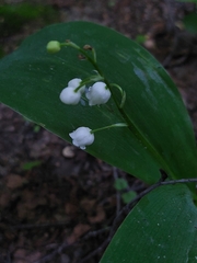 Convallaria majalis