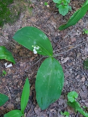 Convallaria majalis