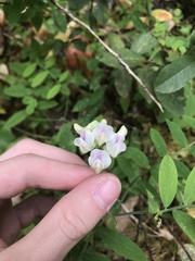 Lathyrus delnorticus