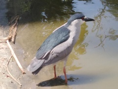 Nycticorax nycticorax