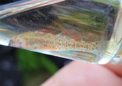Etheostoma lepidum