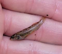 Etheostoma lepidum