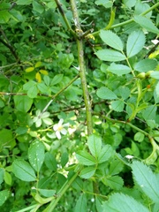 Rosa elliptica