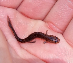 Eurycea troglodytes