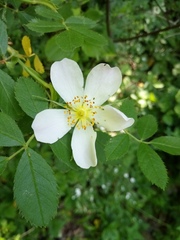 Rosa elliptica