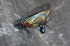 Atlides polybe