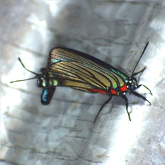 Atlides polybe