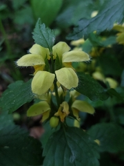 Lamium galeobdolon